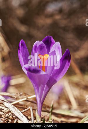 Wilde lila und gelbe Iris Crocus heuffelianus verfärbt die Blüte, die auf trockenem Gras wächst und Blätter herum hat Stockfoto