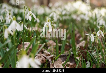 Sonne scheint auf vielen weißen Schneeglöckchen - Galanthus nivalis - Blumen wachsen im Wald, Nahaufnahme Detail Stockfoto