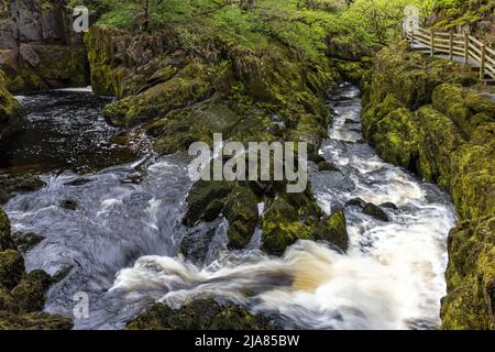Der River Doe auf dem spektakulären Ingleton Waterfalls Trail in den Yorkshire Dales, North Yorkshire, England, Großbritannien Stockfoto