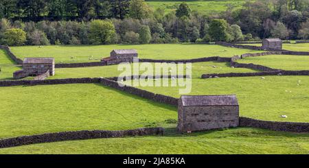 Die Felder und traditionellen Steinhäuser und Trockenmauern in der Nähe von Gunnerside in Swaledale, Yorkshire Dales, England Stockfoto