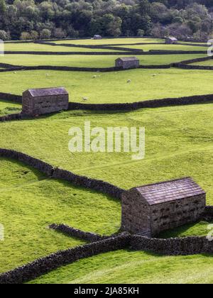 Die Felder und traditionellen Steinhäuser und Trockenmauern in der Nähe von Gunnerside in Swaledale, Yorkshire Dales, England Stockfoto