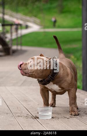 Ein amerikanischer Bully-Hund trinkt Wasser auf einem Spaziergang im Park. Ein fürsorglicher Besitzer nimmt Wasser für ein Haustier an einem heißen Tag Stockfoto