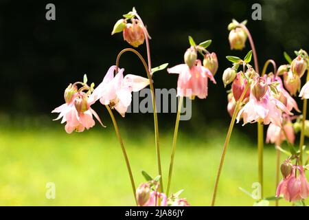 Nahaufnahme einer blühenden Aquilegia-Blume Stockfoto