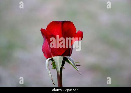 Knospe der roten heimischen Arten der roten Rose Symbol der Liebe auf grün verschwommen Kopie Raum Hintergrund Stockfoto