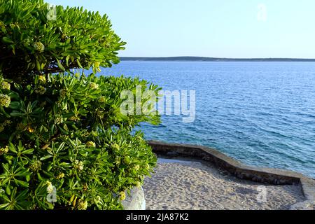 Mediterraner blühender immergrüner Strauch Pittosporum tobira vor einem Kieselstrand Stockfoto