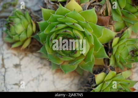 Sempervivum tectorum Heil- und Kräuterpflanze auf dem wilden Karststeinland Stockfoto