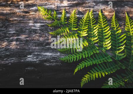 Farnblätter auf Holzbrett. Grüne Pflanzen. Frisches tropisches Laub. Natürliche Muster Tapete, Hintergrund. Vorlage für Design mit leerem Platz für tex Stockfoto