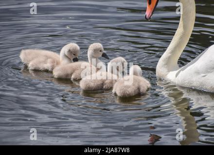 London, Großbritannien. 28. Mai 2022. Cygnets mit ihrer Mutter in Kensington Gardens. Kredit: Vuk Valcic/Alamy Live Nachrichten Stockfoto