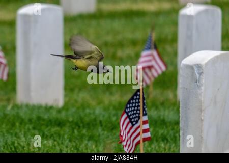 Los Angeles, Kalifornien, USA. 28.. Mai 2022. Ein Vogel fliegt zwischen den Grabsteinen, nachdem am Samstag, den 28. Mai 2022, tausende US-Flaggen auf dem Nationalfriedhof von Los Angeles für die Feierlichkeiten zum Memorial Day in Los Angeles aufgestellt wurden. (Bild: © Ringo Chiu/ZUMA Press Wire) Stockfoto