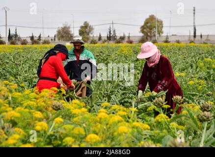 Damaskus, Syrien. 28.. Mai 2022. Syrische Bauern ernten die Artischocke am 28. Mai 2022 auf dem Land in Damaskus, Syrien. Quelle: Ammar Safarjalani/Xinhua/Alamy Live News Stockfoto