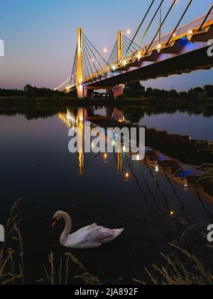 Breslau, Polen - 2021. Juni: Großer weißer Schwan, der unter der großen Millennium-Brücke voller Lichter der Stadt auf dem Fluss schwimmend ist Stockfoto