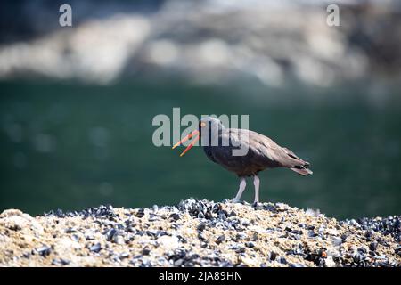 Schwarzer Austernfischer mit offenem Schnabel und Spaziergang auf einem Muschelgestein mit Wasser im Hintergrund, in der Nähe von Ballet Bay, Sunshine Coast, British Columbia Stockfoto