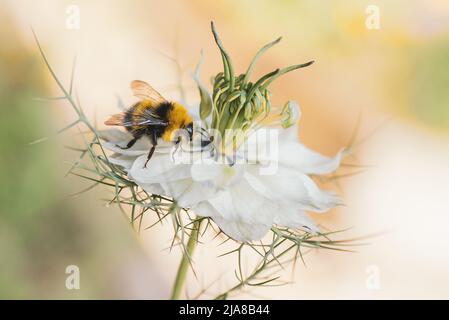 Hummel auf einer weißen Love in A Mist Wild Flower auch als Nigella Damascena bezeichnet. Stockfoto