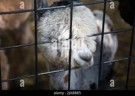 Ein zotteliger Alpaka gupft durch einen Zaun Stockfoto