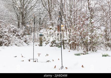 Verschiedene Gartenvögel (Goldfinken, Baumspatzen, Buchfinken, Siskins, Dunnocks und ein Buntspecht) auf Vogelfutterhäuschen in einer Schneedusche Stockfoto