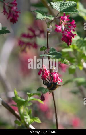 Eine Buff-tailed Bumblebee (Bombus Terrestris), die im Frühjahr auf einem blühenden Johannisbeere-Busch (Ribes sanguineum) auf Nahrungssuche geht Stockfoto