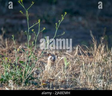 Eine Seeweasel (Neogale frenata) jagt am Lake Cachuma in Santa Barbara County, CA, nach Nahrung. Stockfoto