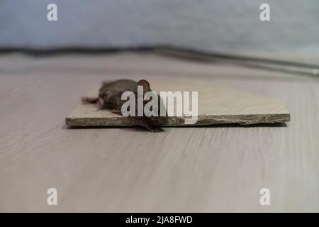 Maus auf klebriger Falle. Konzentrieren Sie sich auf den Kopf und die Augen. Stockfoto