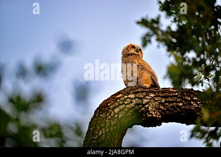 Große gehörnte Eule - Bubo virginianus Stockfoto