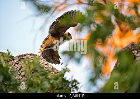 Große gehörnte Eule - Bubo virginianus Stockfoto