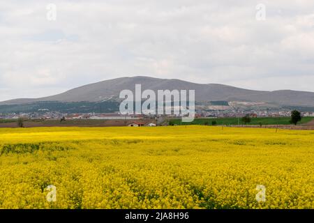 Emirdag, Afyonkarahisar, Türkei - Mai 06 2022: Rapsfeld und Berge im Hintergrund. Stockfoto