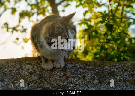 Grau gestromte Katze liegt an der Wand, Baumblätter und Sonnenuntergang im Hintergrund Stockfoto