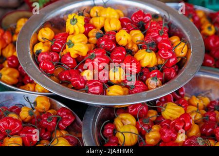 Würzige, scharfe, bunte Chilischoten, Capsicum chinense, auf einem Marktstand zu sehen Stockfoto