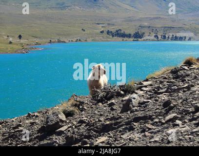 Oveja sola con lago azul de fondo Stockfoto