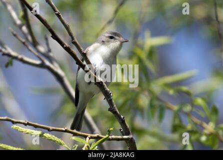 Nahaufnahme von Warbling Vireo auf einem grünen Zweig während der Frühjahrsmigration in Ontario, Kanada. Wissenschaftlicher Name dieses Vogels ist Vireo gilvus. Stockfoto