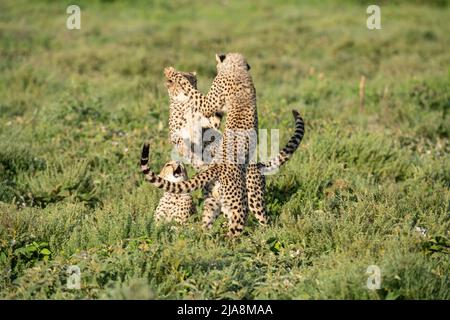 Cheetah Jungen spielen, Tansania Stockfoto