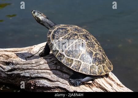 Gelbfleckige Amazonasschildkröte (Podocnemis unifilis) Stockfoto