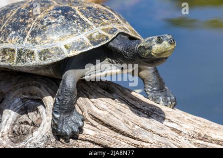 Gelbfleckige Amazonasschildkröte (Podocnemis unifilis) Stockfoto