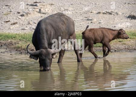 Cape Buffalo Cow and Calf in Watering Hole, Tansania Stockfoto