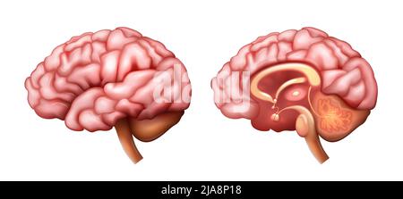 Realistische anatomische Struktur des Gehirns mit isolierter Vektor-Darstellung der inneren und äußeren Struktur Stock Vektor