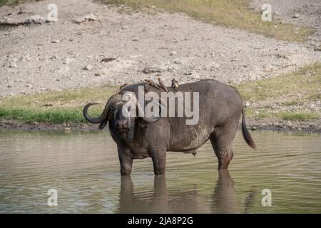 Kap Buffalo mit Oxpeckers, Tansania Stockfoto