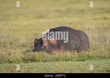 Hippo im Krater von Ngorongoro, Tansania Stockfoto