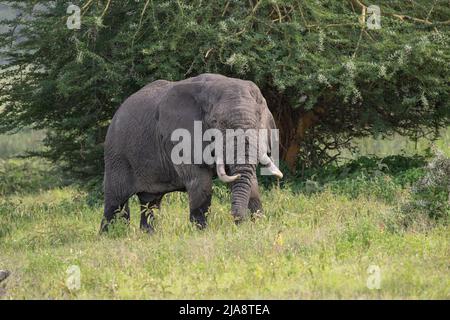 Bullenelefant, Krater Ngorongoro, Tansania Stockfoto