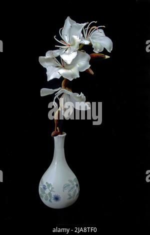 Schöne weiße Orchideenblüten (Bauhinia Variegata Alba) Frische Blüten schließen sich in einer dekorativen Keramikvase auf einem schwarzen Hintergrund ab Stockfoto