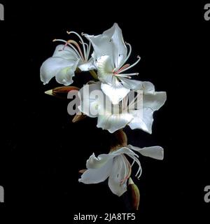 Spektakuläre weiße Orchideenblüten (Bauhinia Variegata Alba) Frische Blüten aus nächster Nähe isoliert auf schwarzem Hintergrund. Dekorative Wandkunst ima Stockfoto