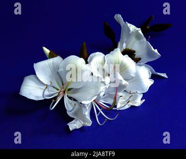 Spektakuläre weiße Orchideenblüten (Bauhinia Variegata Alba) Frische Blüten aus nächster Nähe isoliert auf einem violetten Hintergrund. Dekorative Wandkunst im Stockfoto