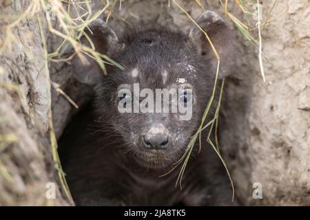 Gefleckte Hyäne in der Höhle Stockfoto