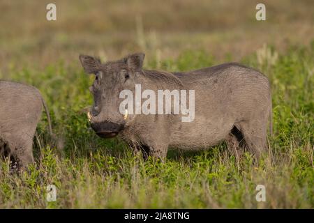 Common Warthog, Serengeti National Park Stockfoto