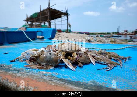 Krabben am Strand Stockfoto