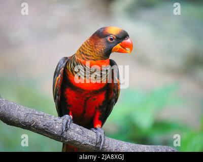 Dusky Lory (Pseudeos fuscata) ist eine Papageienart, die auch als Weißrumpf-Lory bekannt ist, die Dusky-Orange Lory, gebänderte Lories und Duskies sitzt auf Br Stockfoto