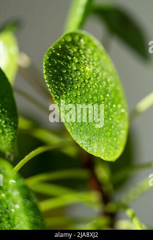 schädlingsfrei zimmerpflanzen Schädlingsfrei Neem kaufen