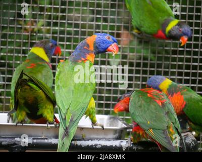 Rote Lorikeet mit Kragen (Trichoglossus rubriterquis), Seitenansicht und andere Lorikeets, auf Metallplatte sitzend Stockfoto