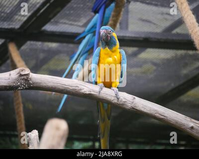 Der blau-gelbe Ara (Ara ararauna), auch bekannt als der blau-goldene Ara, ist ein großer südamerikanischer Papagei, der auf einem Ast eines Baumes sitzt Stockfoto