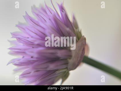 Einzelaufnahme einer violetten Blüte eines gewöhnlichen Schnittlauch (Allium schoenoprasum), aufgenommen mit einer Makrolinse auf weißem Hintergrund. Stockfoto
