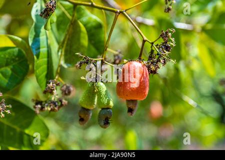 Cashewnut Baum Cashew Apfelfrüchte Landwirtschaft Stockfoto