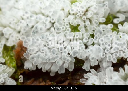 Makrofoto von Korallenschleim, Ceratiomyxa fruticulosa, die auf verfallendem Holz wächst Stockfoto